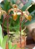 Paph. Angel Hair (St. Swithin x sanderianum)